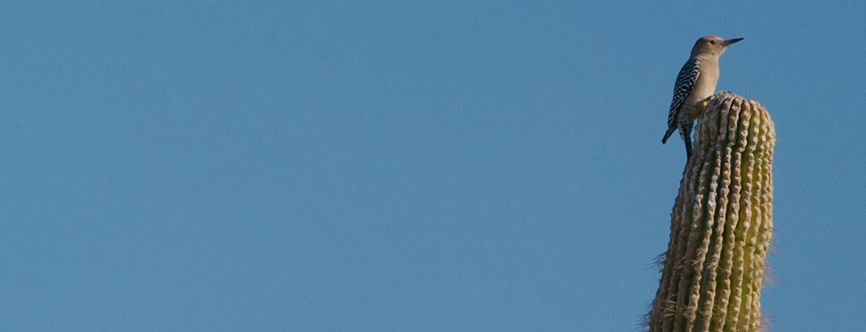 Birdbuddy Feeder Telling