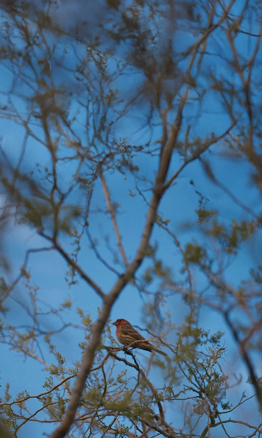 Birdbuddy Feeder Telling