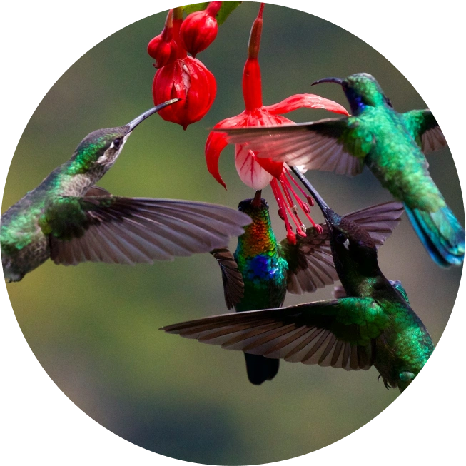 Enjoy the beauty of <em>nature</em>